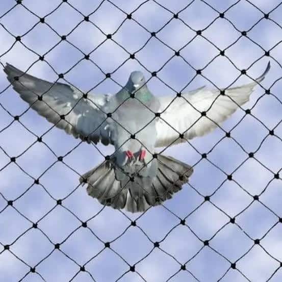 Best Balcony Pigeon Net Installation Services in Mysore for 2026: Protect Your Home