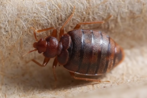 Bed bugs Pest control