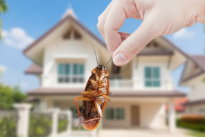 Bungalow cockroach control